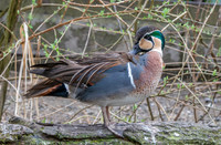 Baikal Teal, male
