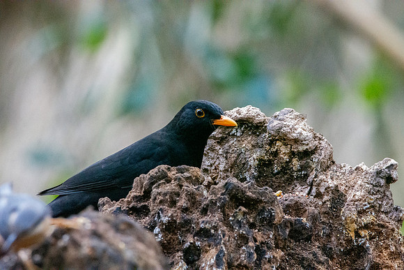 Common blackbird