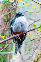 Cuban trogon
