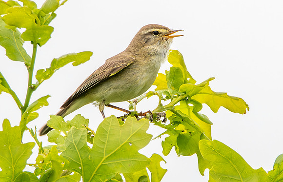 Willow warbler