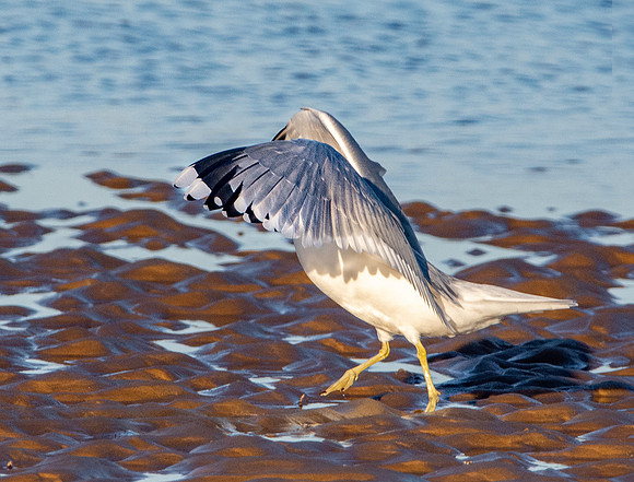 Common gull