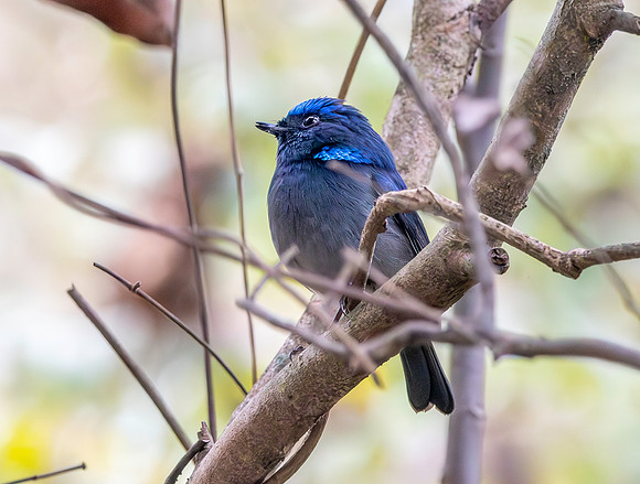Small niltava