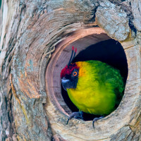 Horned parakeet