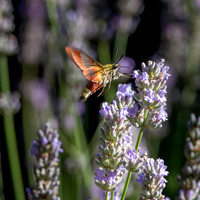 Broad-bordered bee hawk-moth