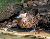Blue-billed teal
