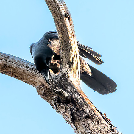 Himalayan jungle crow