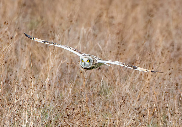 Short eared owl