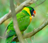 Marigold lorikeet