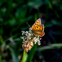 Small copper