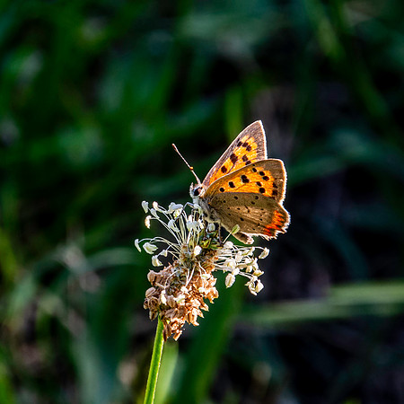 Small copper