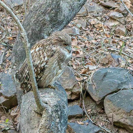 Brown fish owl