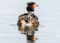 Great crested grebe