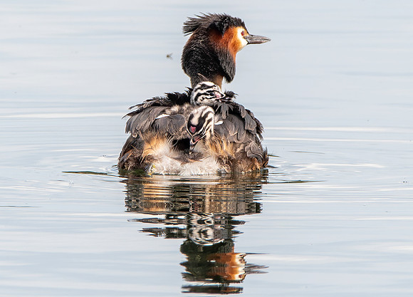 Great crested grebe