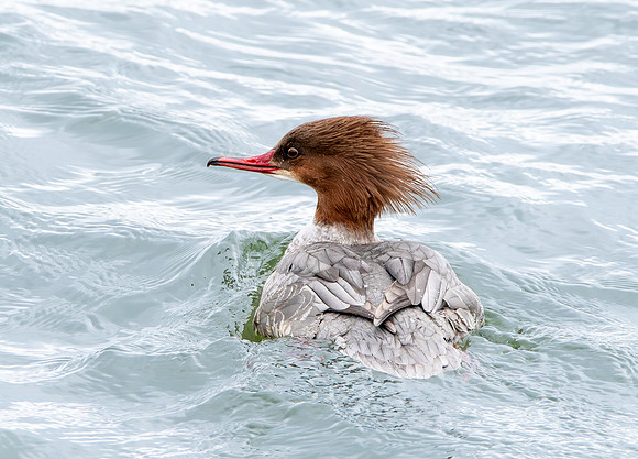 Goosander female