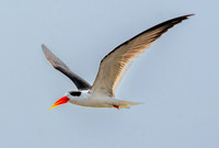 Indian skimmer