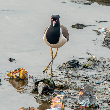 Red wattled lapwing