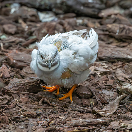 Chinese painted quail