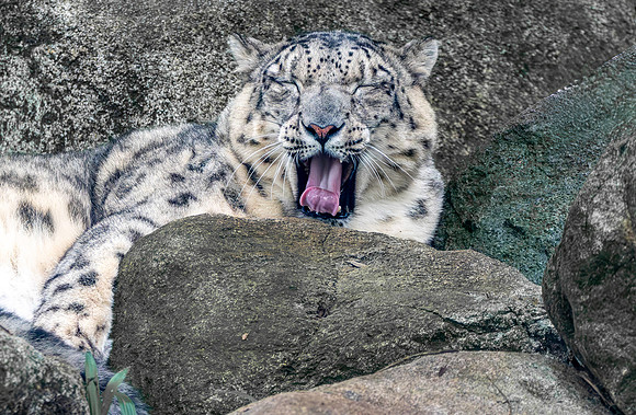 Snow leopard