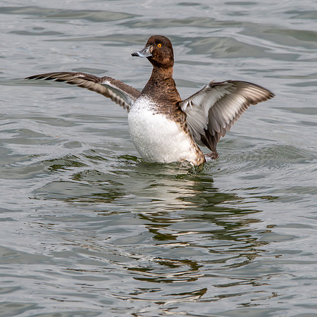 Tufted duck, female