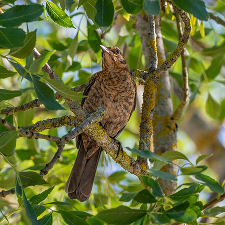 Common blackbird, female