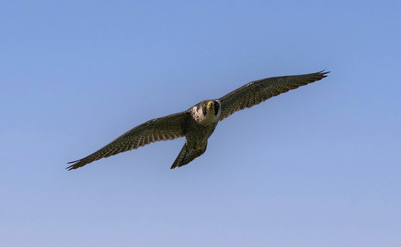 Peregrine falcon