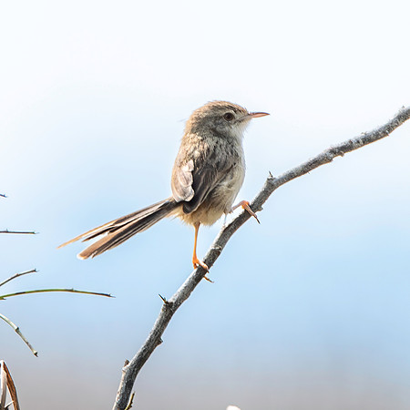 Delicate prinia