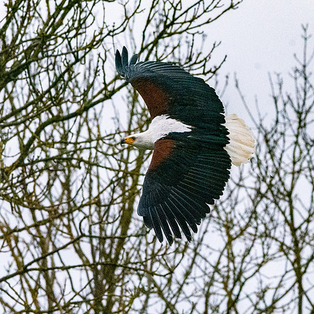 African Fish Eagle