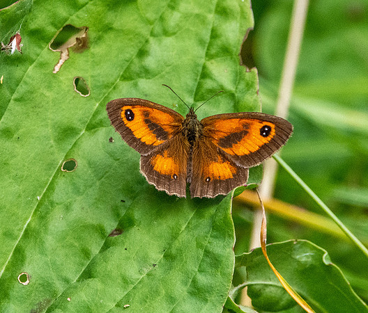 Gatekeeper