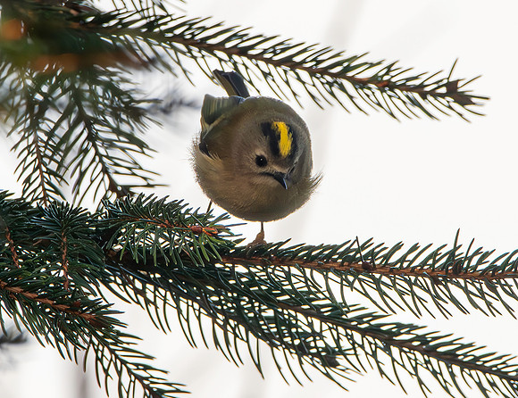 Goldcrest