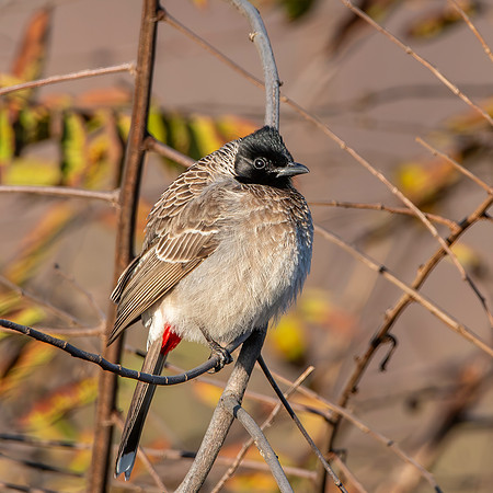 Red vented bulbul