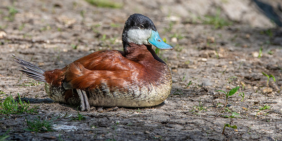 Ruddy duck, male