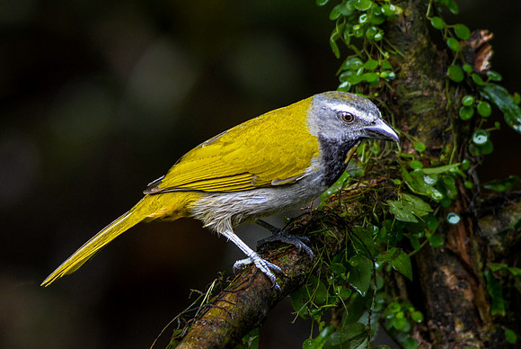 Buff throated saltator