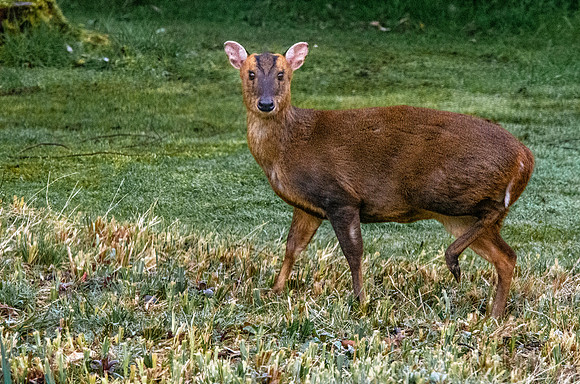 Muntjac deer