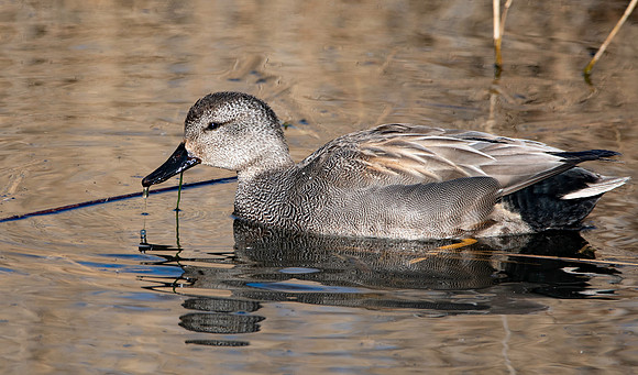 Gadwall