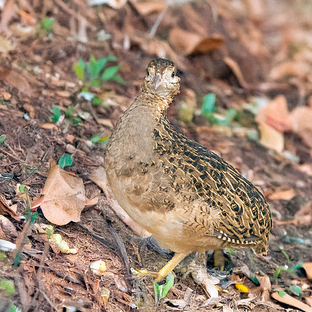 Chilean Tinamou
