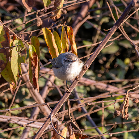 Hume's leaf warbler