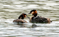 Great crested grebe