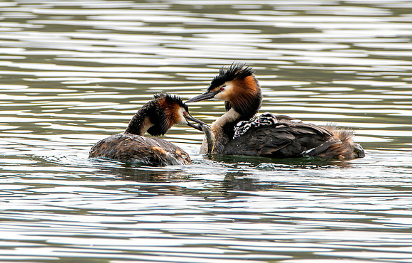 Great crested grebe