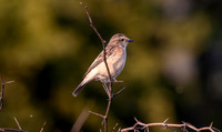 Siberian stonechat, female