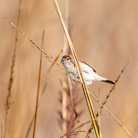 Indian silverbill