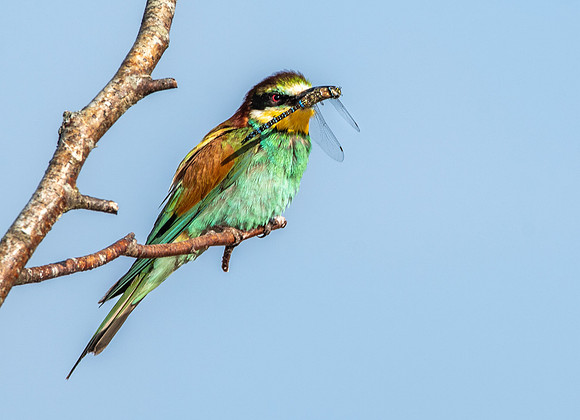 European bee eater