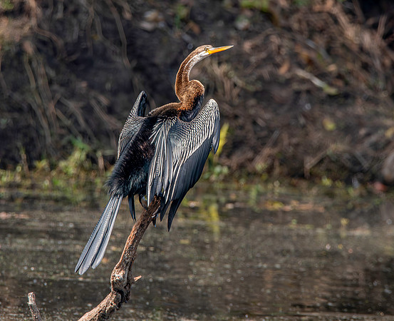 Indian / Oriental darter