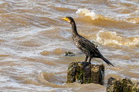 Great cormorant