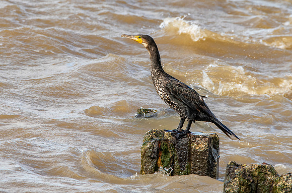 Great cormorant