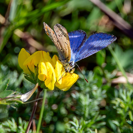 Common blue