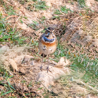 Bluethroat