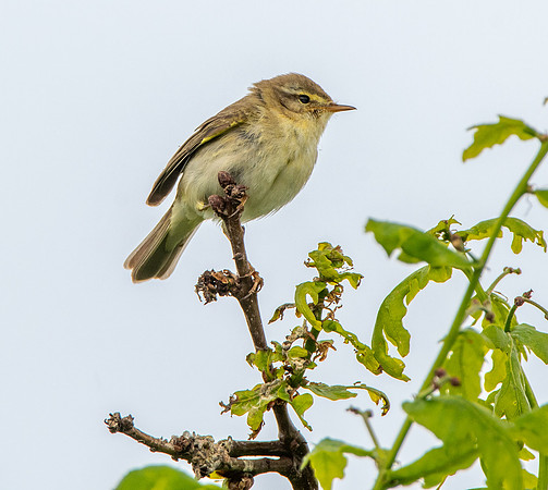 Willow warbler