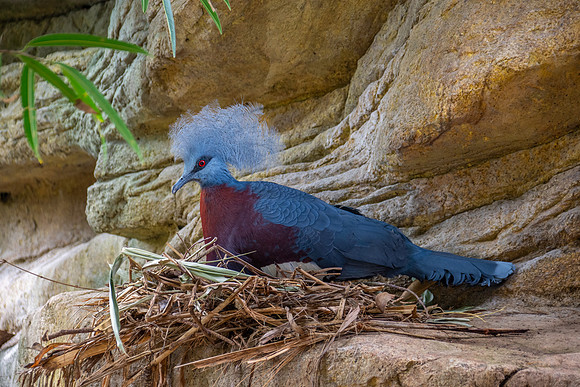 Sclater's crowned pigeon