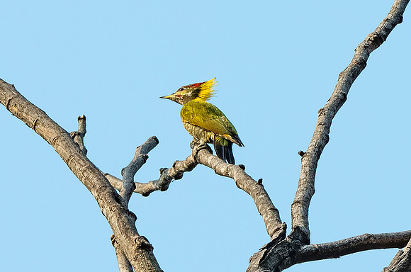 Lesser yellownape woodpecker