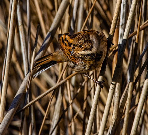 Reed bunting